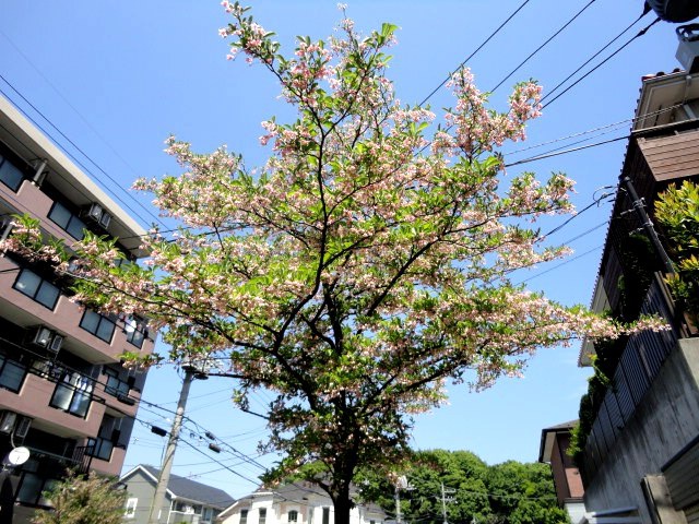 摜