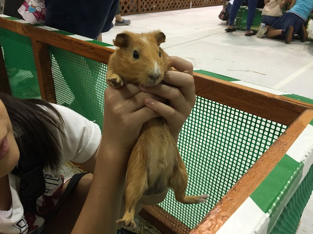 摜