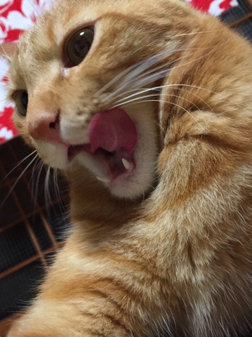 摜