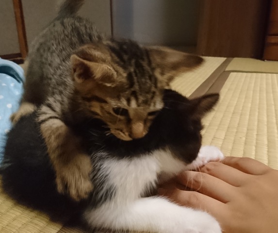 摜