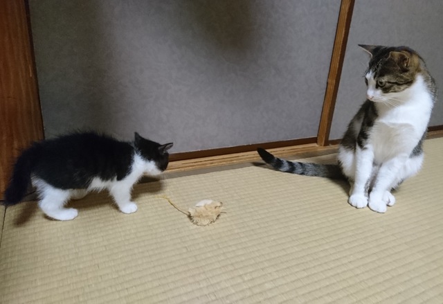 摜