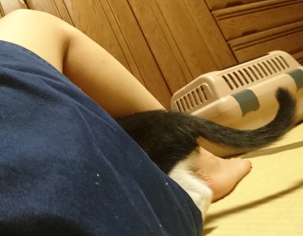 摜