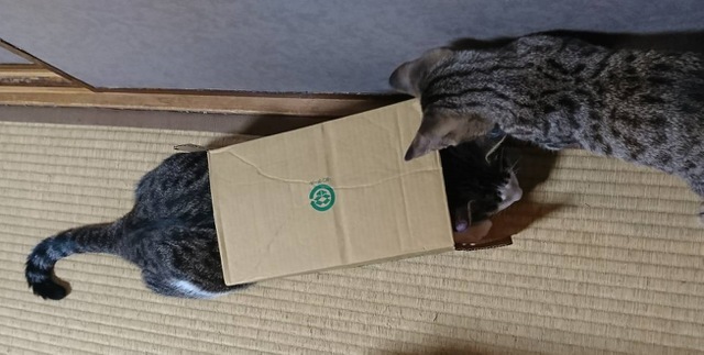 摜