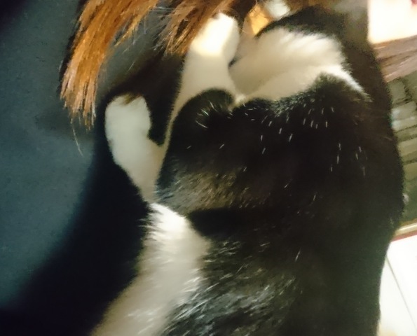 摜