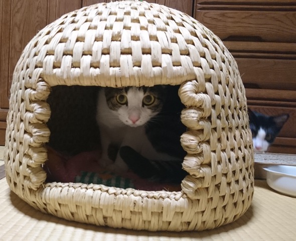 摜