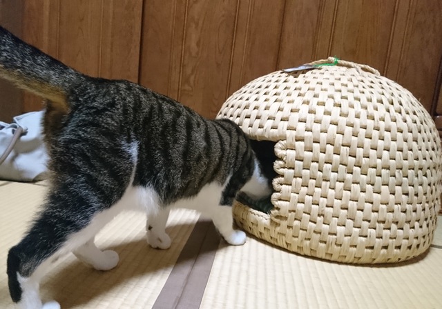 摜