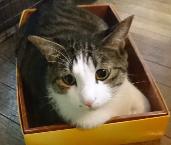 摜