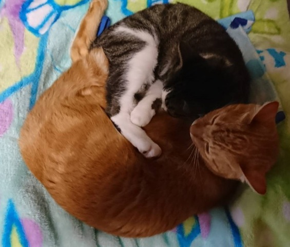 摜