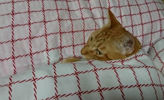 摜