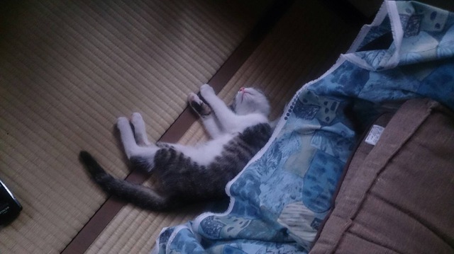 摜
