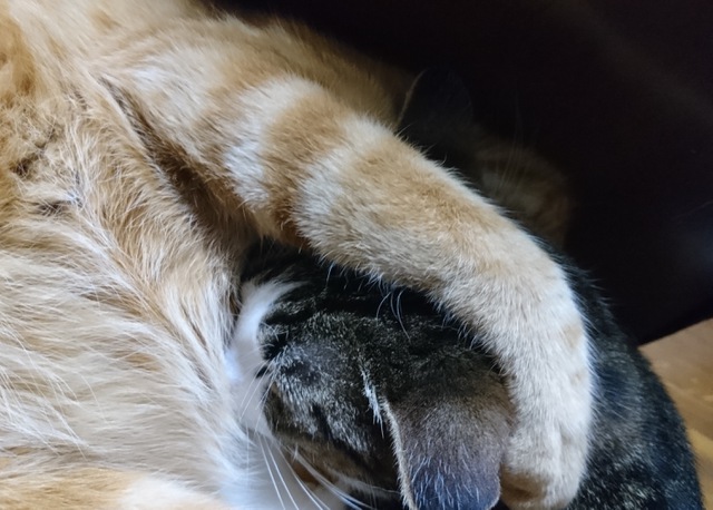 摜