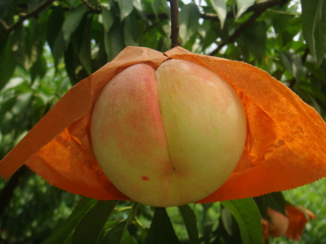 摜