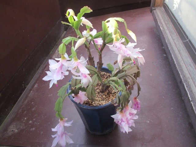 摜