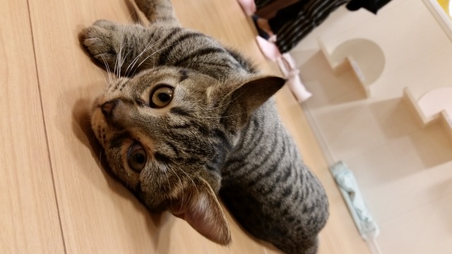 摜