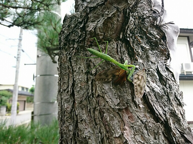 摜