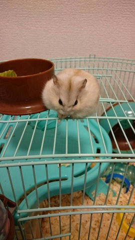 摜