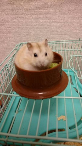 摜
