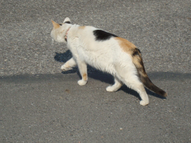 摜