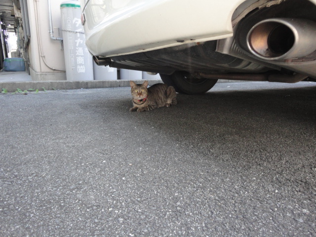 摜