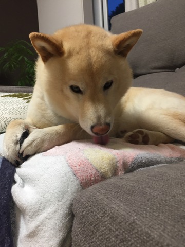 摜