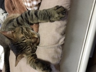 摜