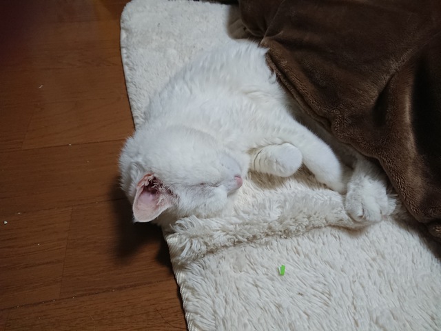摜