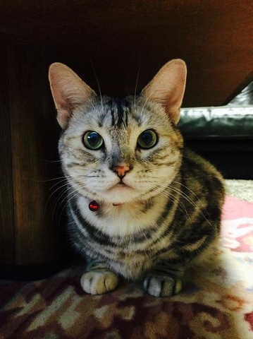摜