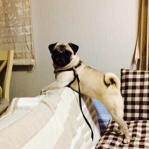 摜