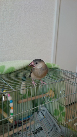 摜
