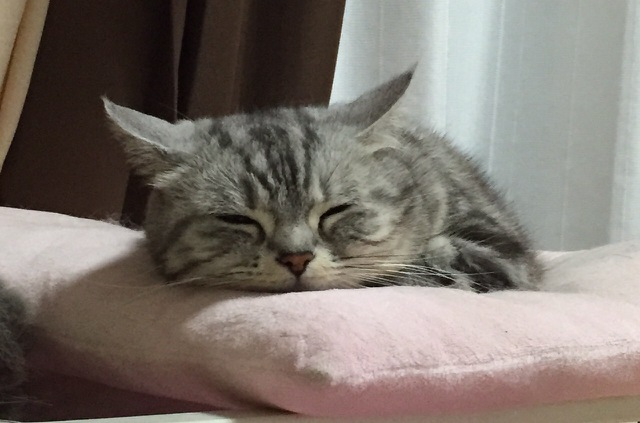 摜