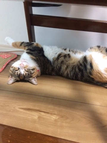 摜