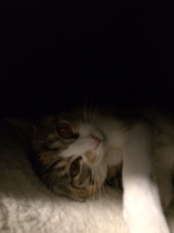 摜
