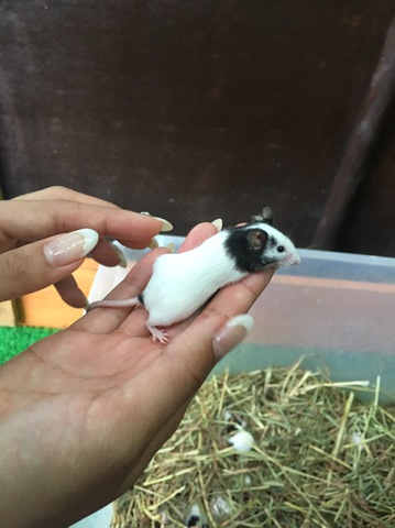 摜