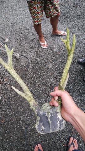 摜