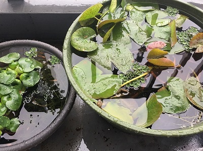 摜