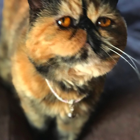 摜
