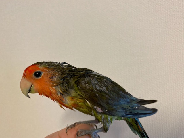 摜