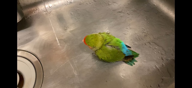 摜