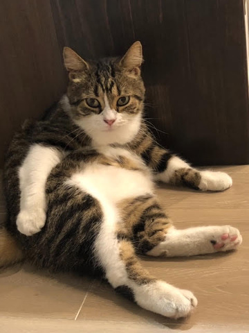 摜
