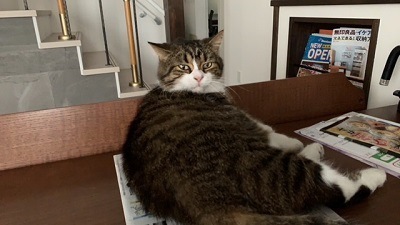 摜