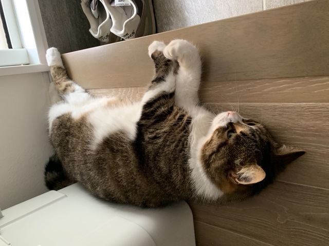 摜