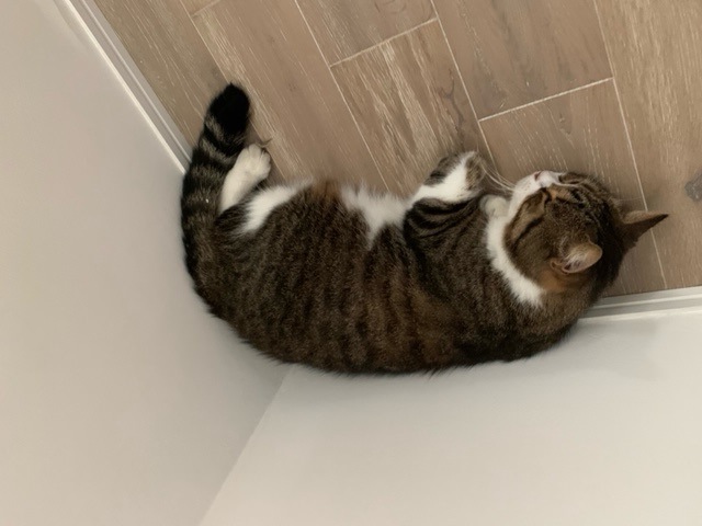 摜