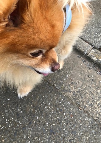 摜