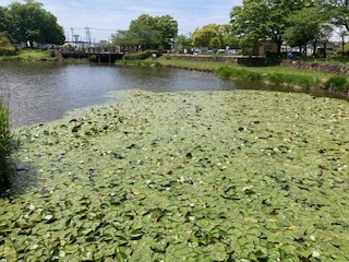 摜