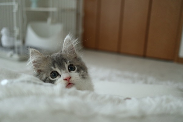 摜