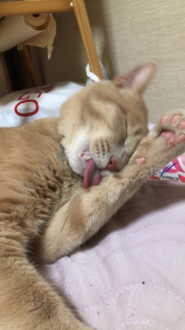 摜