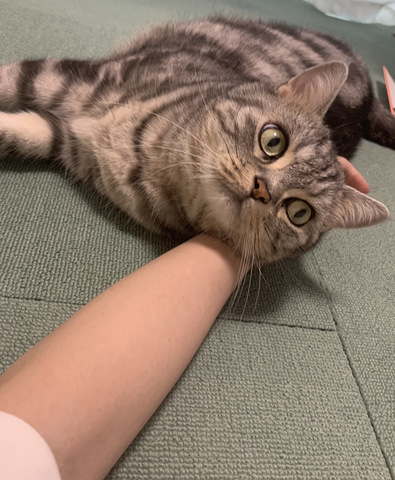 摜