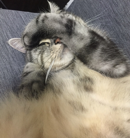 摜