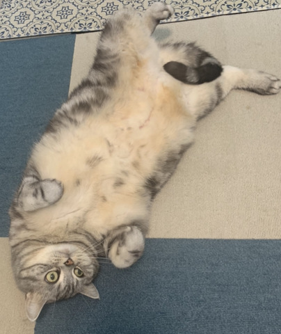摜
