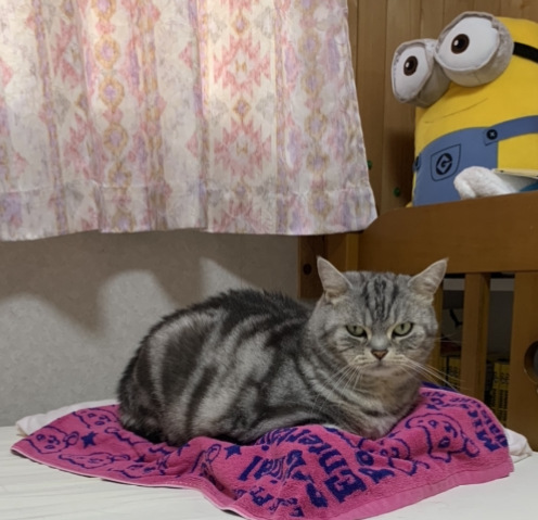 摜
